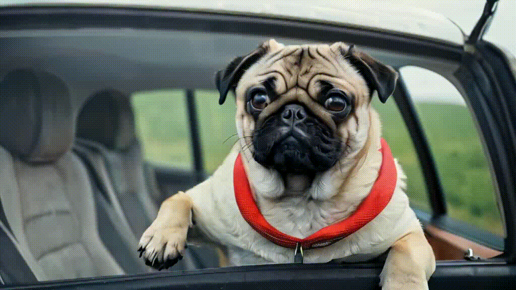 The pug in a car using Vidu Studio AI